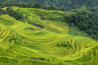 Scenic view of rice paddy field