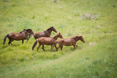 Side view of horses running on grassy field