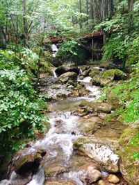 Scenic view of waterfall in forest