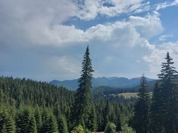 Pine trees in forest against sky