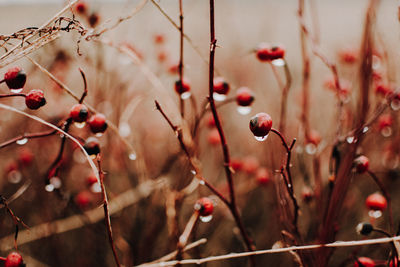 Close-up of plant growing outdoors