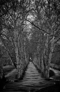 Footpath amidst trees in forest