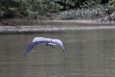 Close-up of gray heron flying over lake