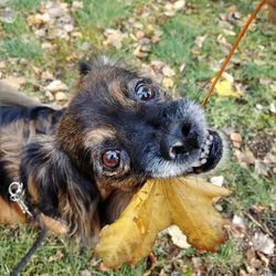 High angle portrait of a dog on field