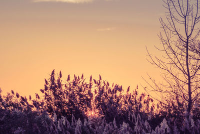 Silhouette trees against sky during sunset