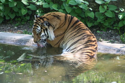 View of an animal in zoo