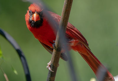 Close-up of bird perching on branch