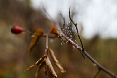 Close-up of berries on twig