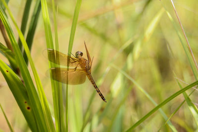 Close-up of insect on grass