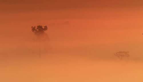 Silhouette tree against orange sky