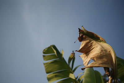 Low angle view of banana leaf against clear sky