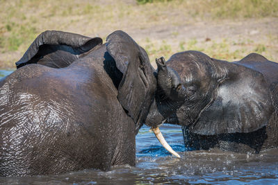 Close-up of african elephants bathing in river