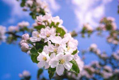 Close-up of cherry blossoms against sky