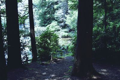 Trees in forest