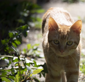 Little golden cat with sun reflection on fur