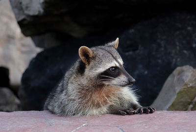 Close-up of raccoon