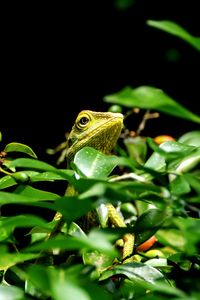 Close-up of lizard on plant