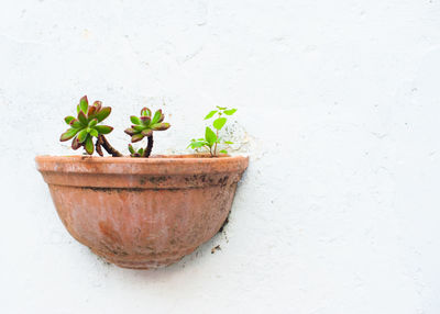 Close-up of potted plant on wall