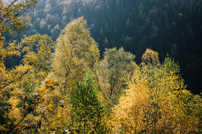 Plants growing in forest during autumn