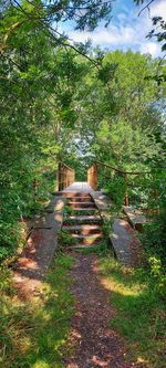 Footpath in forest