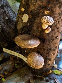 Close-up of mushrooms on tree trunk