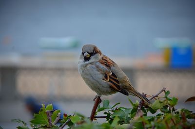 Close-up of bird perching on a plant