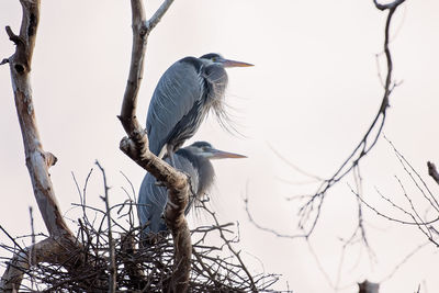 Low angle view of birds perching on bare tree