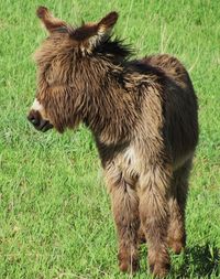 Young, wild burro in custer state park, south dakota