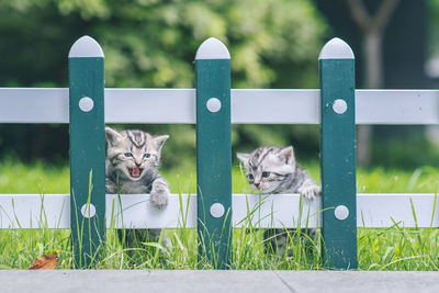 Portrait of cats on fence