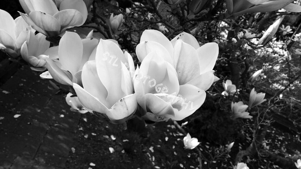 flower, petal, flower head, fragility, freshness, growth, beauty in nature, blooming, nature, plant, white color, close-up, high angle view, in bloom, leaf, blossom, day, outdoors, focus on foreground, field