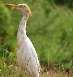 Close-up of crane bird in green grass.