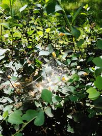 Close-up of leaves on tree