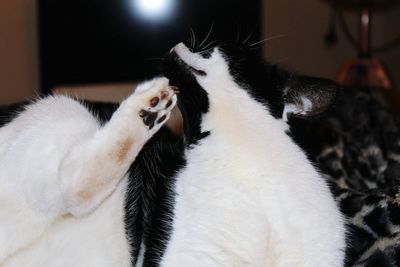 Close-up of a cat at home