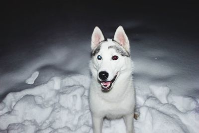 Close-up portrait of dog