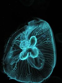 Close-up of jellyfish swimming in sea