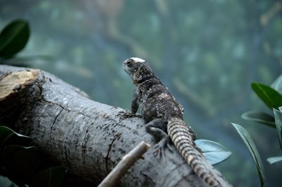 Lizard on branch in forest