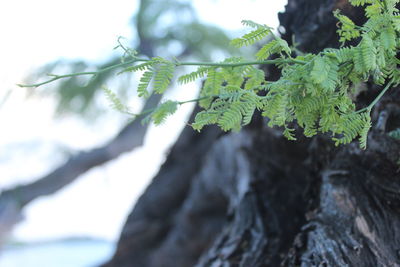 Close-up of leaf on tree trunk