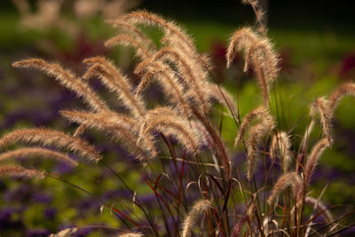 Close-up of plants growing on field