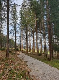 View of pine trees in forest