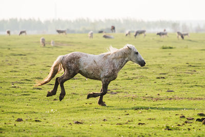 Horses in a field