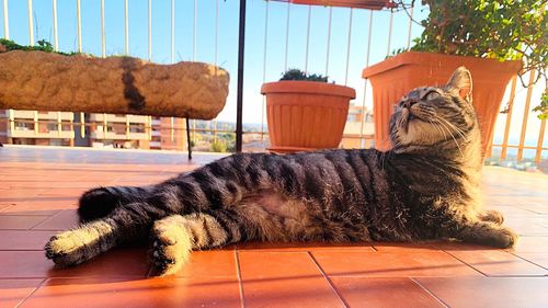 Cat resting on a tiled floor