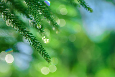 Close-up of plant needles outdoors