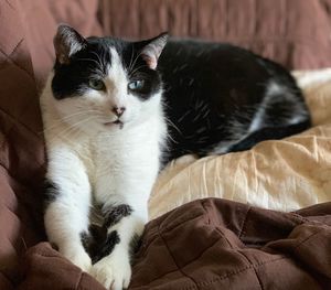 Portrait of cat relaxing on bed at home