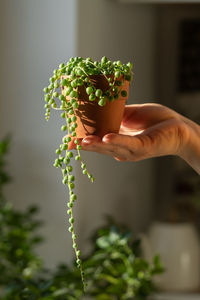 Female hand holding small terracotta pot with senecio rowleyanus home interior on blurred background