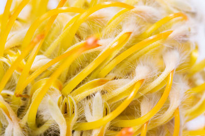 Macro photography of exotic african flower of protea