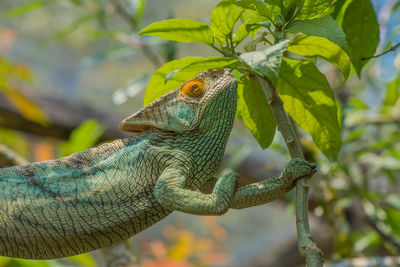 Close-up of lizard on tree