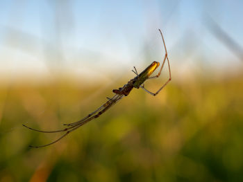 Close-up of spider on plant