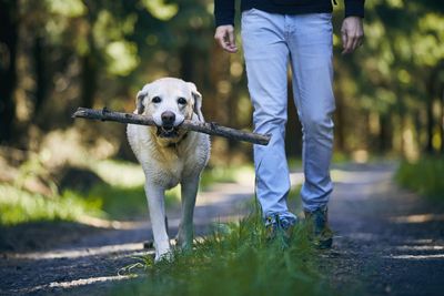 Low section of person with dog walking outdoors