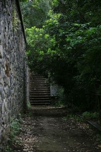 Footpath amidst trees and plants in forest