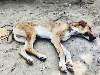 High angle view of a dog sleeping